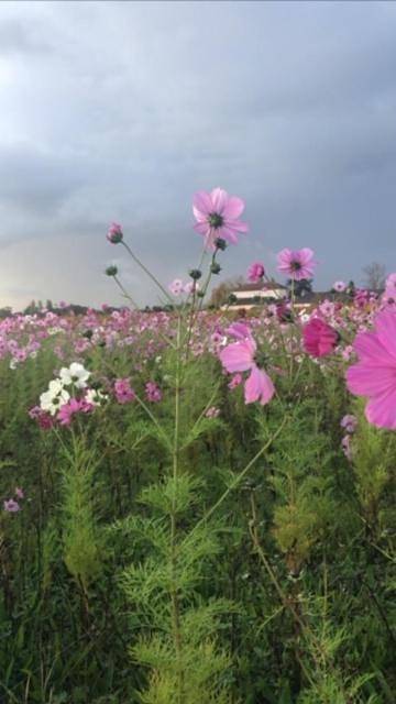 Location de vacances pour 2 personnes, avec jardin et vue à Pugnac - 4