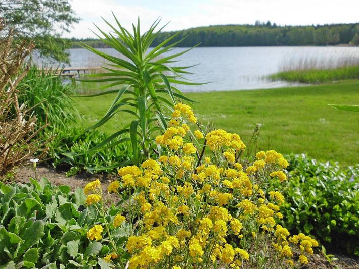 Bungalow für 4 Personen, mit Terrasse in Mecklenburgische Seenplatte - 4