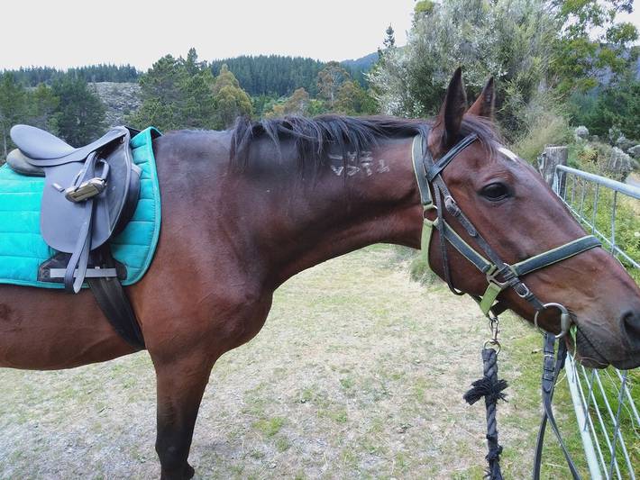 Cottage for 4 people, with balcony and garden in Wellington