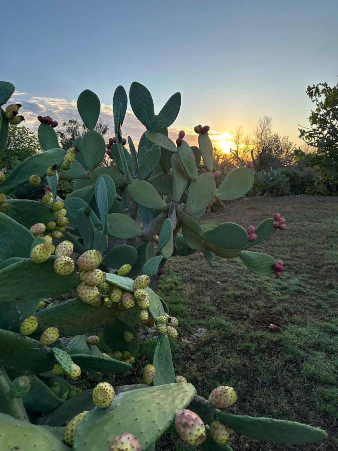 Hôtel pour 2 personnes, avec vue ainsi que piscine et jardin, animaux acceptés à Specchia - 2
