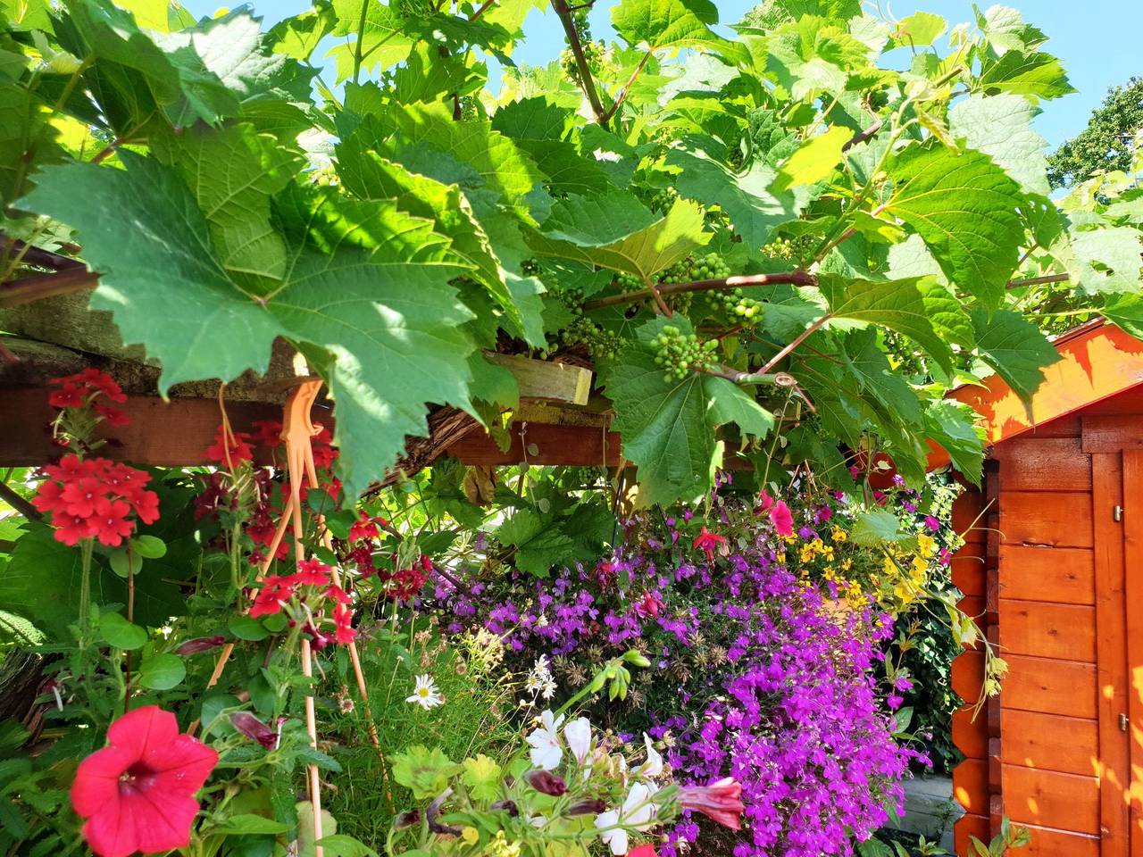 Sommerhaus Klein Wimmenum, Nähe Strand und Dünen in Egmond aan den Hoef, Noord-Holland - Nordseeküste