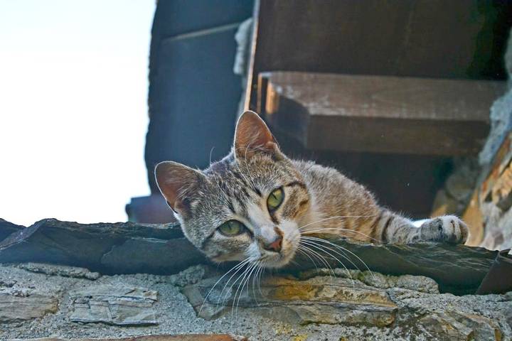 Apartamento de vacaciones para 2 personas, con vistas y jardín, Se admiten mascotas en Asturias - 3