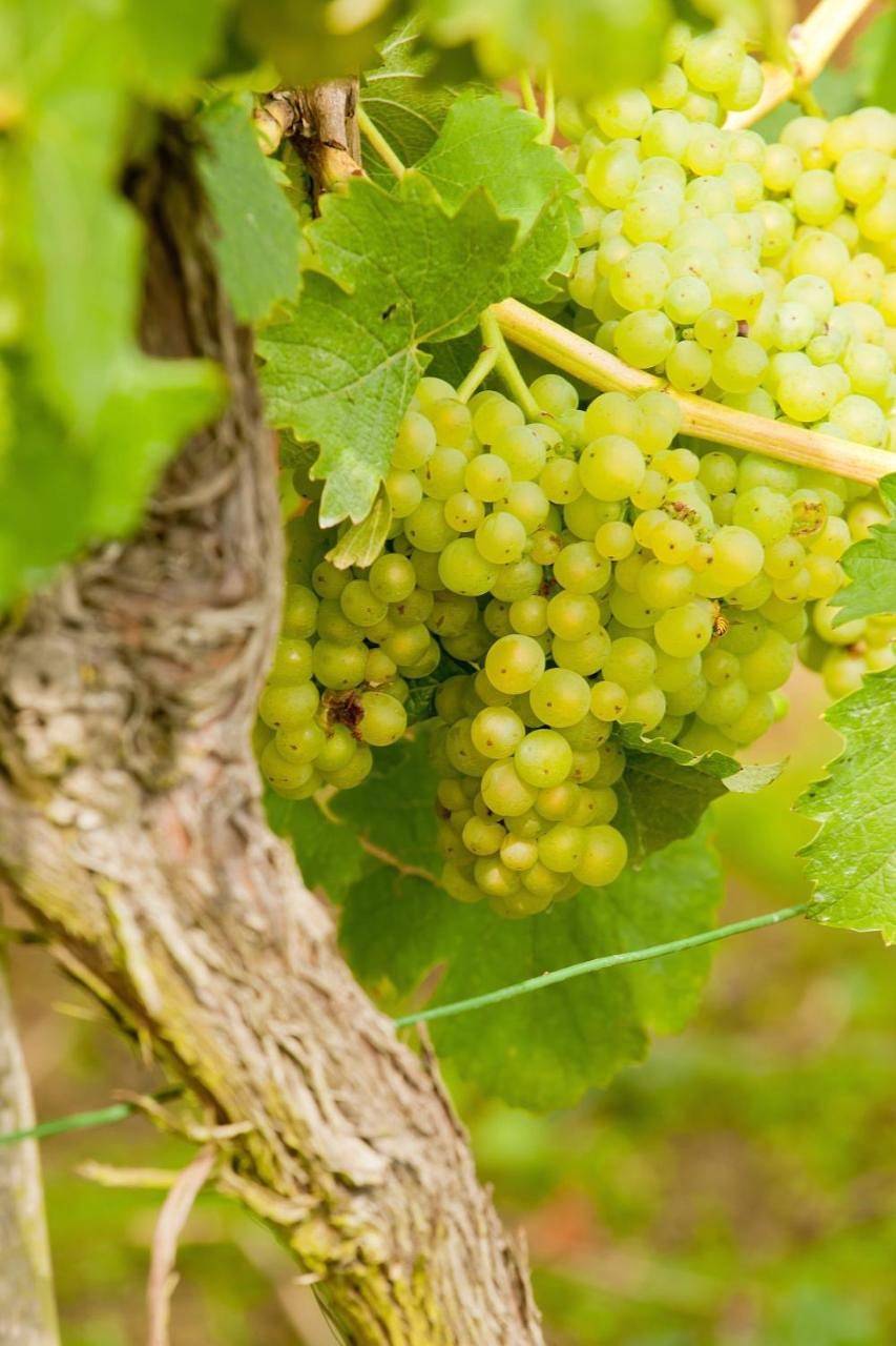 Wein- und Sektgut Markus Hensler in Briedel, Traben-Trarbach et ses environs