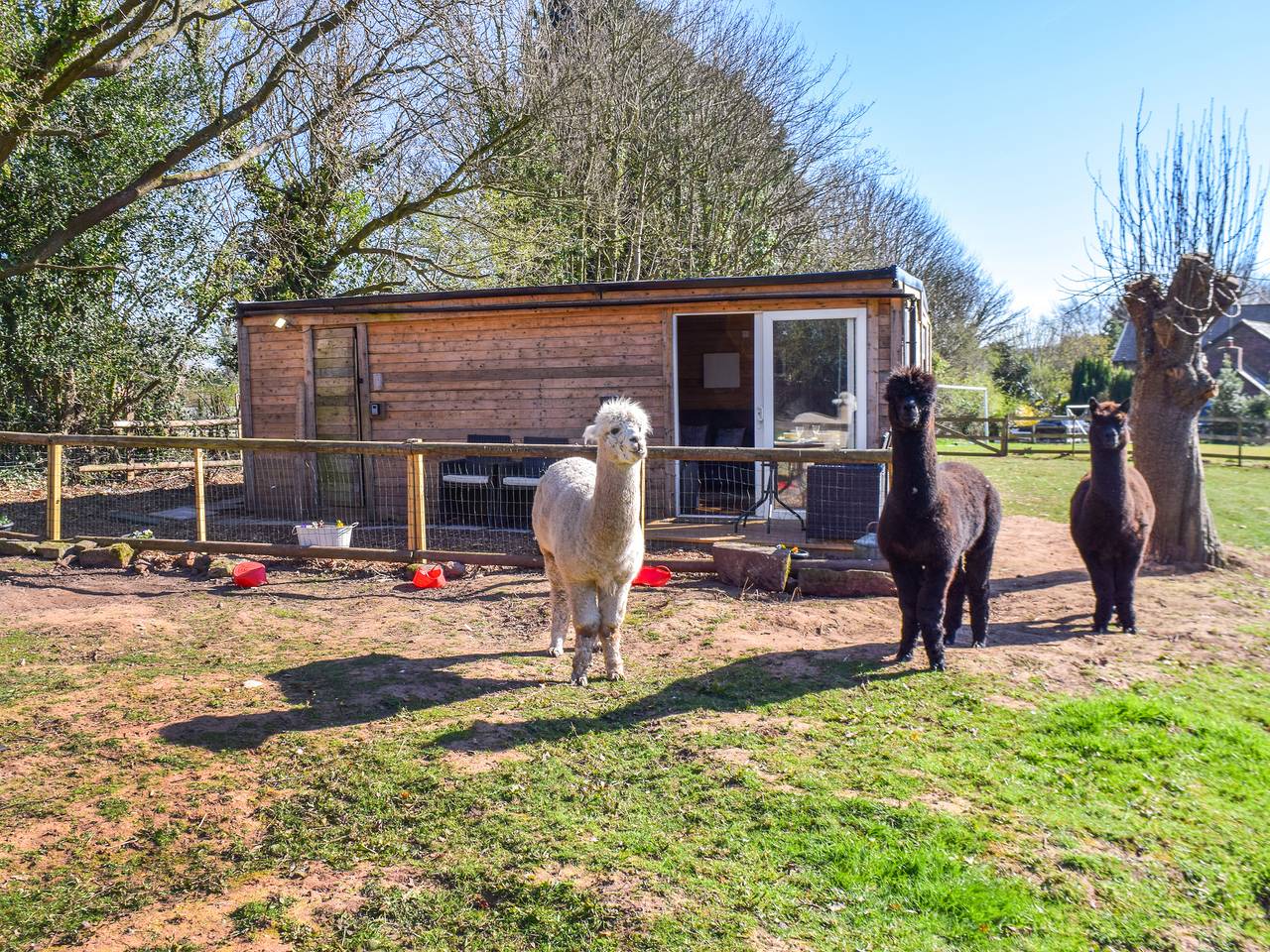 Alpaca Lodge in Dutton, Cheshire West and Chester