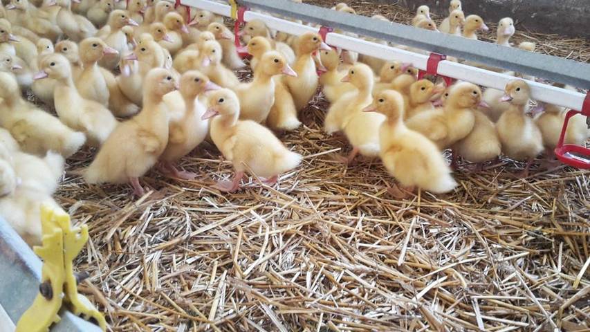 Ferienhaus für 6 Personen, mit Terrasse und Garten in Waldviertel - 4