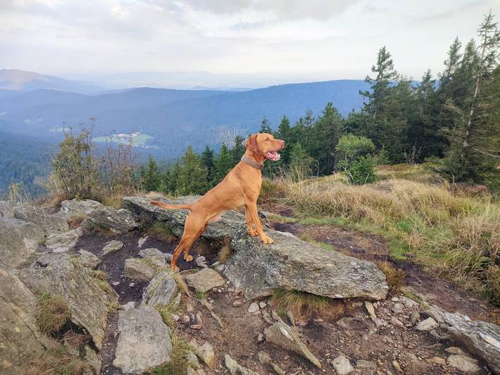 Ferienhaus für 8 Personen, mit Garten, mit Haustier in Arrach - 4