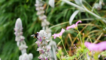 Ferienwohnung für 4 Personen in Sankt Peter, Hochschwarzwald, Bild 2