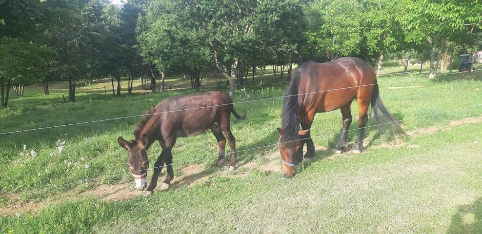 Camping pour 3 personnes, avec jardin ainsi que terrasse et vue, animaux acceptés dans Haute-Garonne - 3