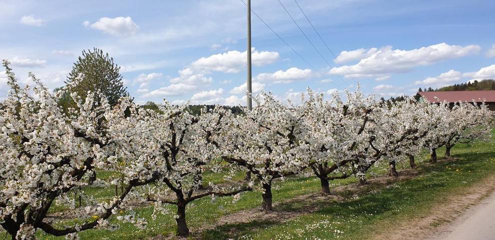 Ferienwohnung für 4 Personen, mit Ausblick und Garten in Meckenbeuren - 3