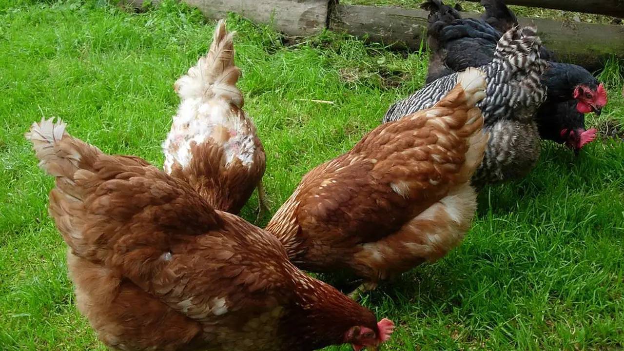 Ganze Ferienwohnung, Ferienwohnung für 6 Personen in Außervillgraten in Villgratner Berge, Außervillgraten