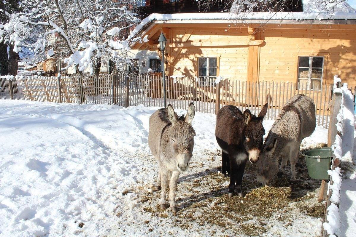 Schlosswirt Chalet Iii in Großkirchheim, Bezirk Spittal an der Drau