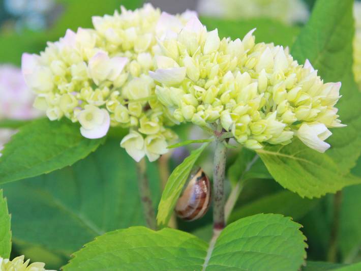 Ferienhaus für 2 Personen, mit Garten in Kröpelin - 4