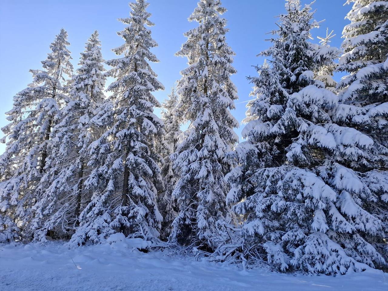 Ganze Ferienwohnung, Fewo Harzer Wiesenberg in Schulenberg im Oberharz, Harz (Sachsen-Anhalt)