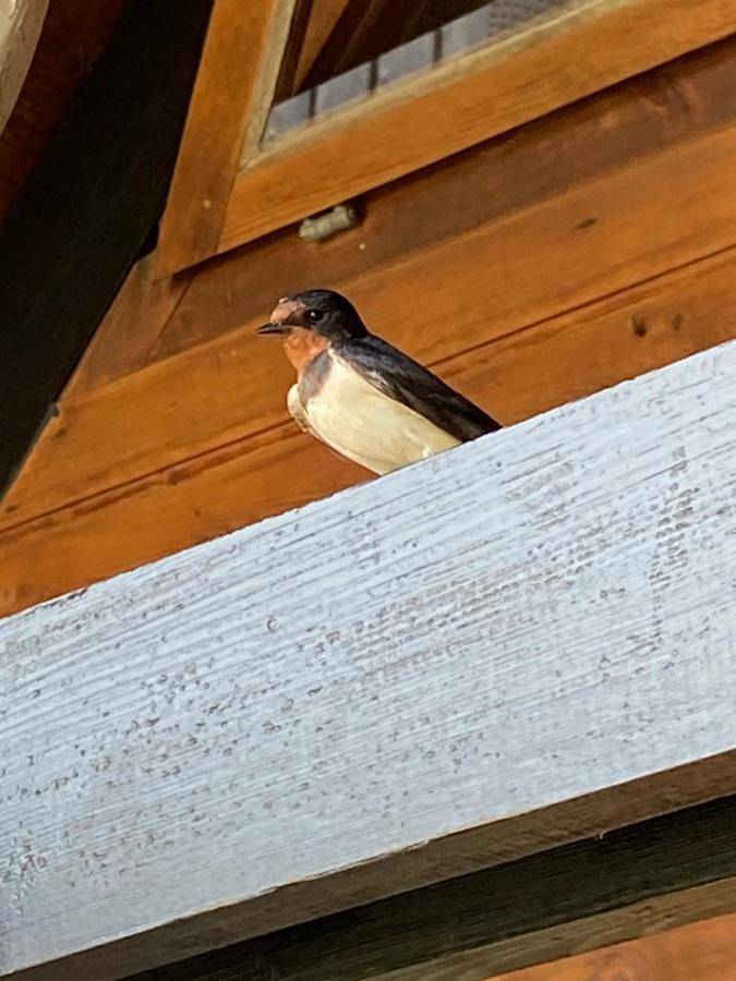 Ferienhaus für 5 Personen, mit Seeblick und Garten sowie Ausblick am Neusiedler See - 2