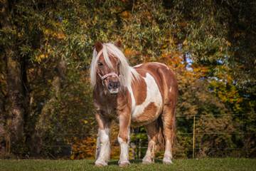 Ferienhaus für 5 Personen in Edling, Oberbayern, Bild 4