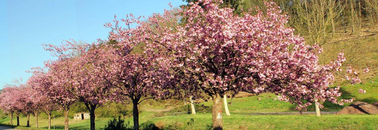 Ferienhaus für 16 Personen, mit Garten und Pool im Dahner Felsenland - 3