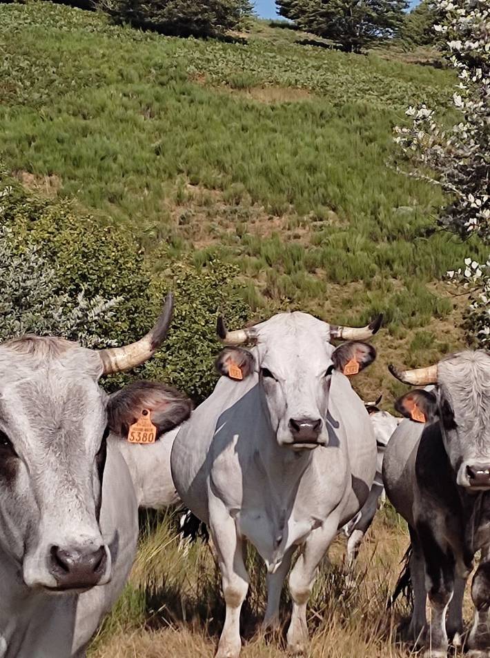 Location de vacances pour 5 personnes en Ardèche - 3