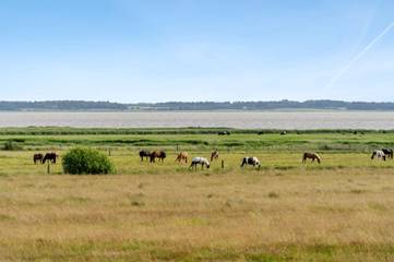 Ferienhaus für 8 Personen in Ho, Dänemark an der Nordsee, Bild 3