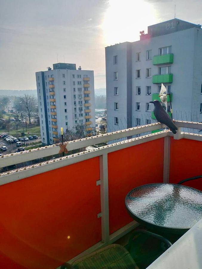 Cały apartament, Apartment Manhattan in Tarnowskie Góry, Śląsk