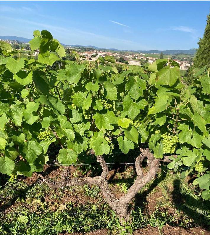 Location de vacances pour 12 personnes, avec jardin et vue à Fleurie - 2