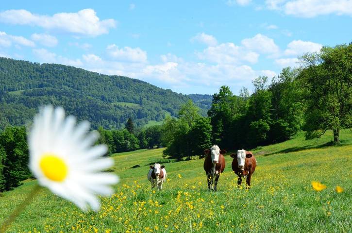 Location de vacances pour 10 personnes, avec jardin et vue à Valoreille - 4