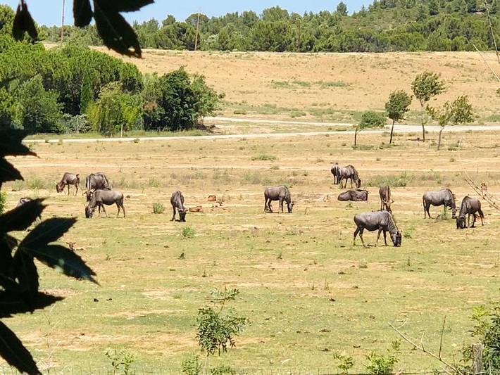 Camping La Grange Neuve - Mobilheim 6 personen - Le Panoramique Privilege - Blick auf das afrikanische Reservat in Sigean, Mittelmeerküste (Frankreich)