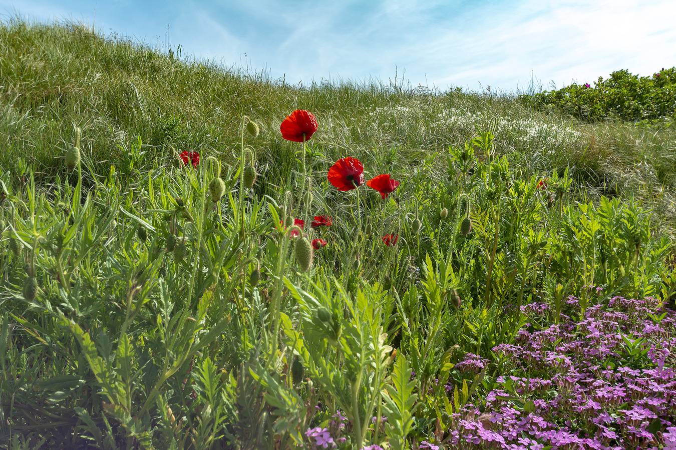 Callinghe Vakanties — Callantsduyne 21 in Groote Keeten, Noord-Holland - Nordseeküste