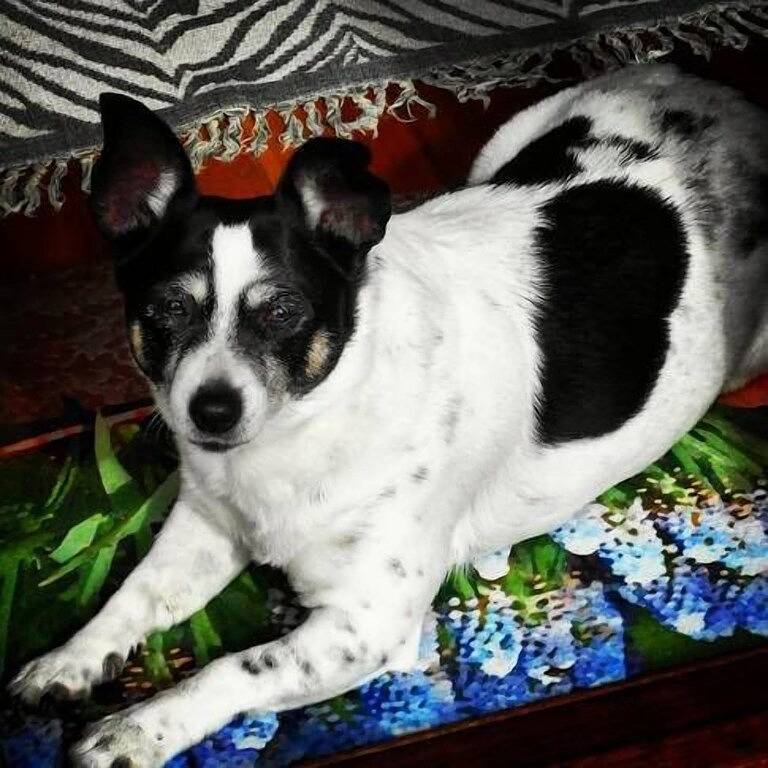 *** Heaven No 1, 100% haustierfreundliches Strandhaus *** in Pambula Beach, New South Wales