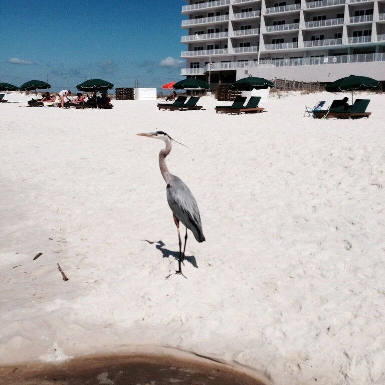 Ganze Wohnung, *** Million Dollar View Für Sie Mit Privaten Parkplätzen In Der Garage ** in Perdido Key, Escambia County