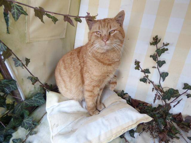 Ferienhaus für 4 Personen, mit Garten, mit Haustier