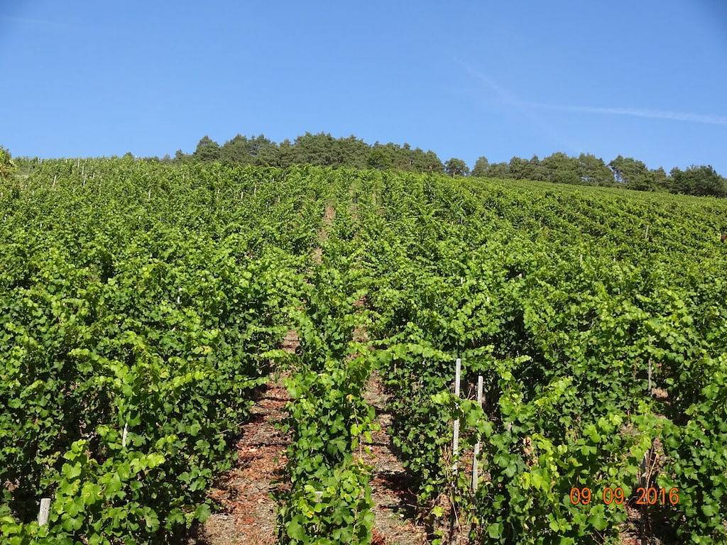 2 Weinhaus Marmann in Osann-Monzel, Bernkastel-Kues & Umgebung