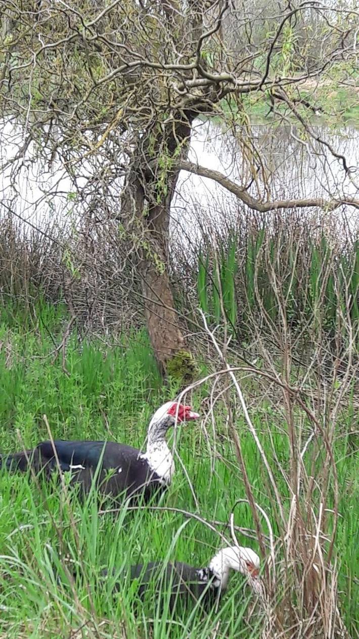 Location de vacances pour 3 personnes, avec jardin, animaux acceptés à Saint-Denis-d'Orques - 2
