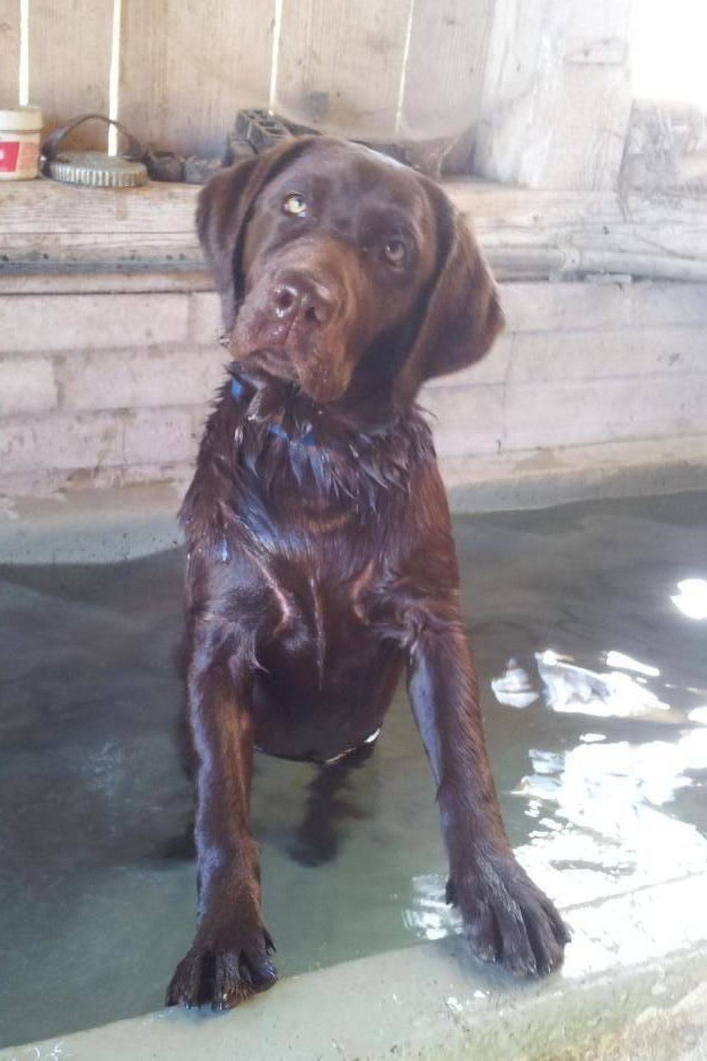 Ganze Wohnung, Burehof Waltrigen in Kanton Bern