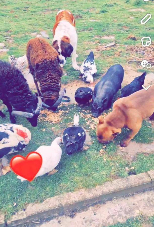 Gîte pour 2 personnes, avec jardin et piscine, animaux acceptés à Audinghen - 2