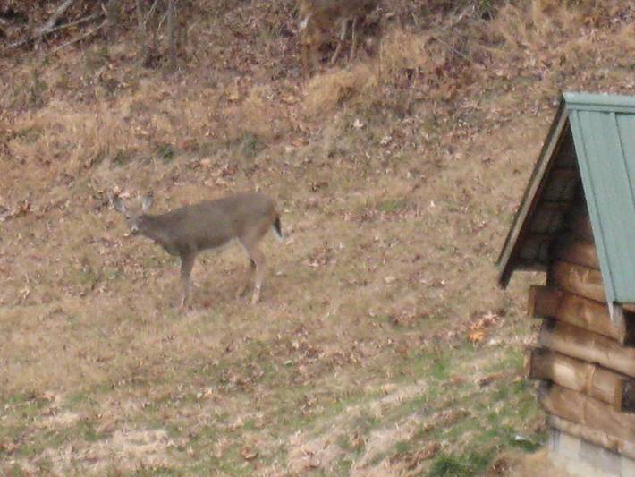 Cottage for 10 people, with yard in Georgia