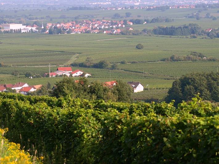 Ferienhaus für 8 Personen, mit Garten und Sauna in Deutsche Weinstraße - 3
