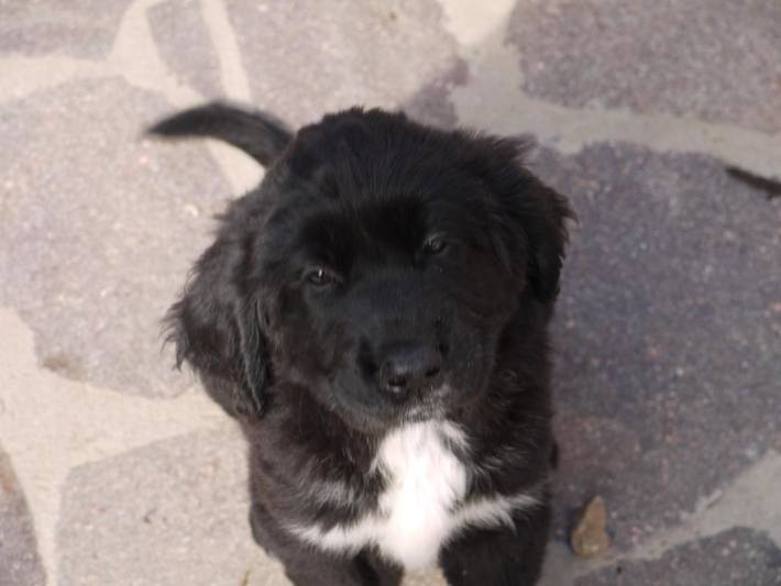 Location de vacances pour 3 personnes, avec vue ainsi que terrasse et jardin, animaux acceptés à Fluminimaggiore - 4