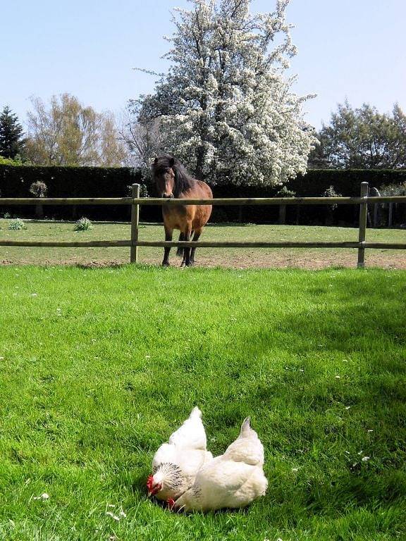 Chambre d’hôte pour 2 personnes, avec jardin dans le Calvados - 3