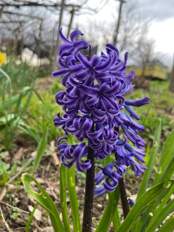 Location de vacances pour 2 personnes, avec vue ainsi que jardin et terrasse à Monastero Bormida - 4
