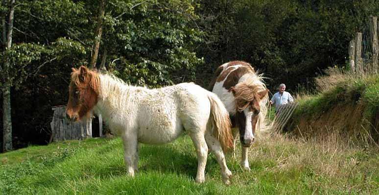 Casa rural para 15 personas, con jardín y vistas en Cinco Villas (Navarra) - 3