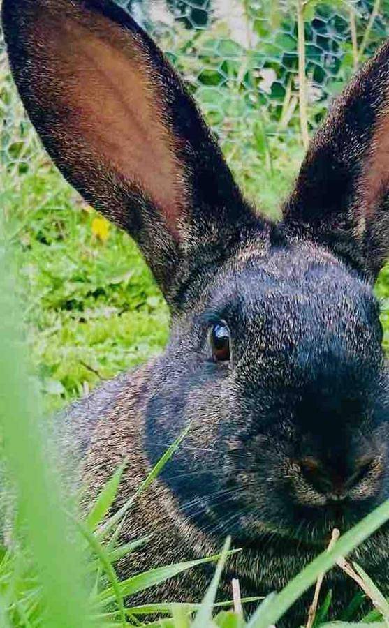Maison d’hôte pour 4 personnes, avec vue ainsi que terrasse et jardin, animaux acceptés dans le Doubs - 3