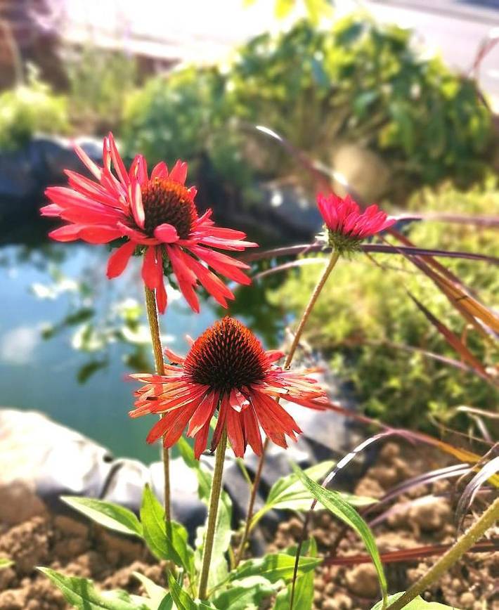 Location de vacances pour 4 personnes, avec jardin à Boeschepe - 4