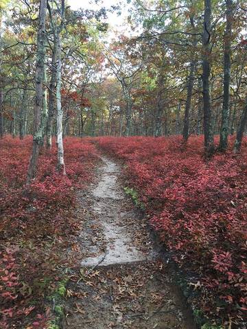 Vacation Home for 4 Guests in Northwest Harbor, North Fork, Picture 4