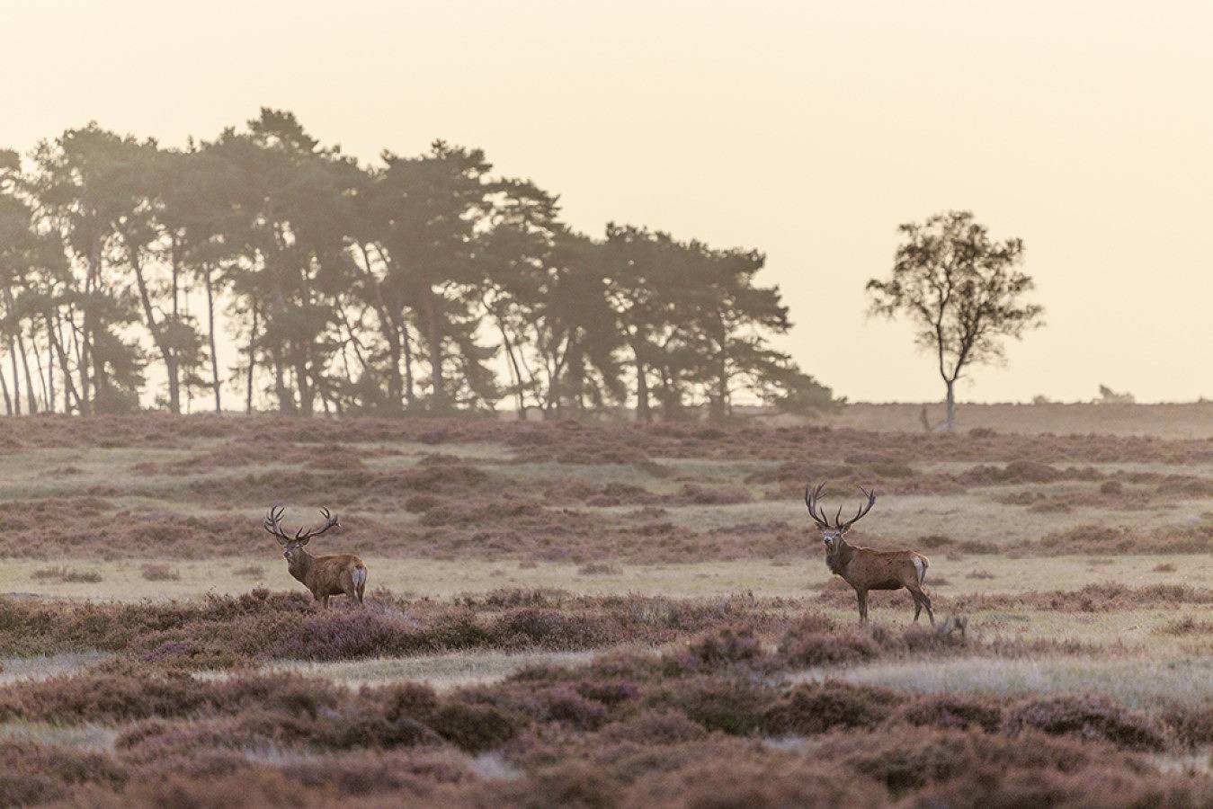 Boshuis Haen in Ermelo, Veluwe