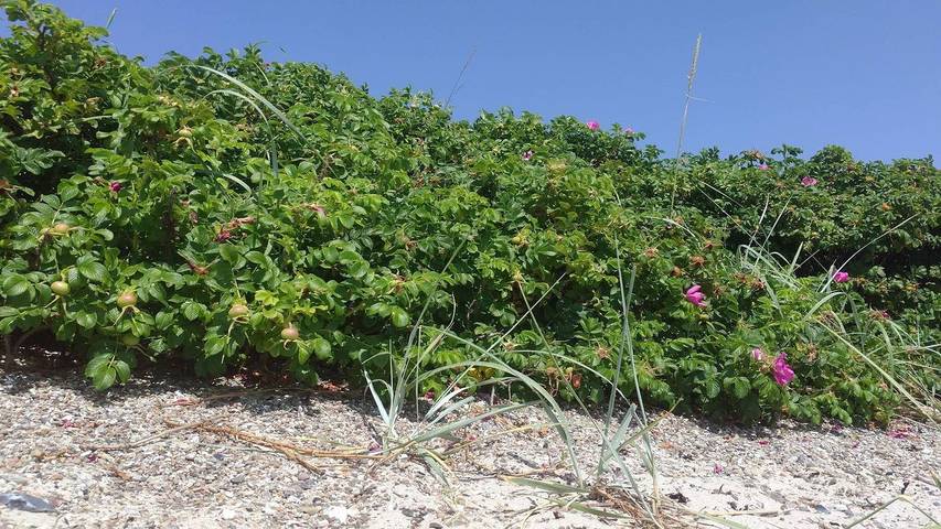 Ferienhaus für 5 Personen, mit Garten in Kelstrup Strand - 2