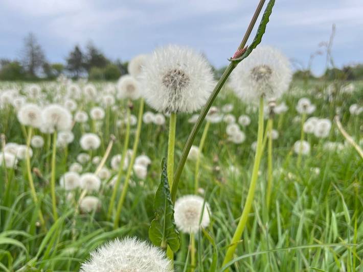 Ferienhaus für 4 Personen, mit Garten in Hattstedt - 4