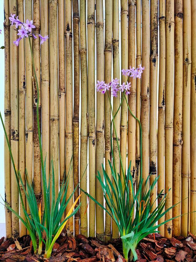 Apartamento de vacaciones para 4 personas, con vistas y terraza, Se admiten mascotas - 1