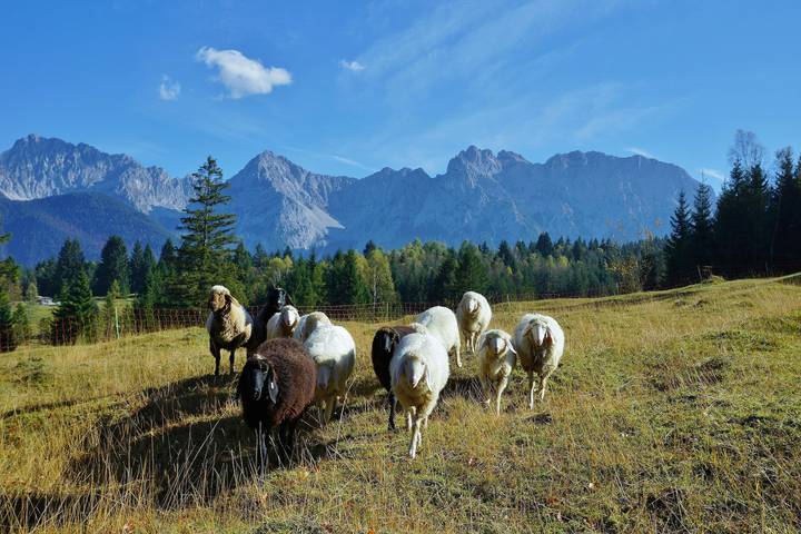Entire holiday apartment, Apartment, shower and bath, toilet, living room/bedroom in Mittenwald, Bavarian Alps