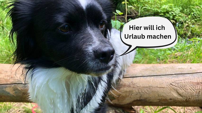 Ferienhaus für 3 Personen, mit Garten, mit Haustier in Thüringen - 3