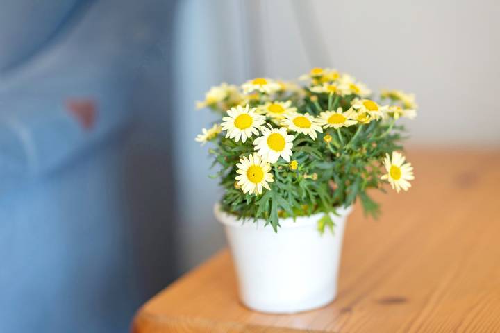 Ferienwohnung für 4 Personen, mit Garten, mit Haustier in Schmallenberg - 3